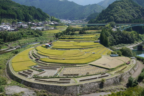 あらぎ島